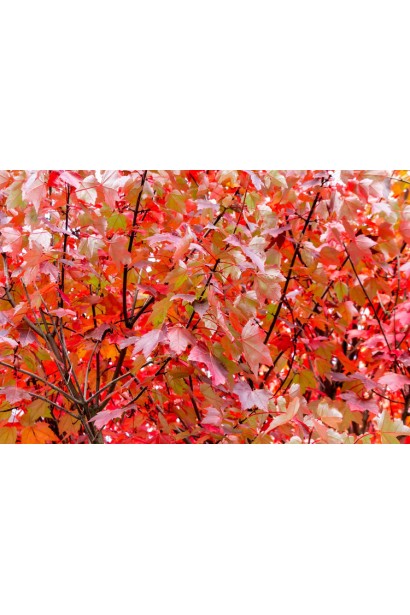 Молодий клен Феєрв’ю Флейм з червоними пагонами